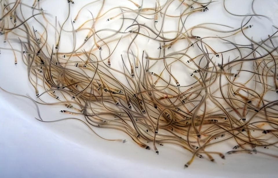 鳗鱼列入濒危野生动植物种国际贸易公约（CITES）的提案遭否决